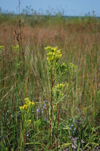 houghton goldenrod.JPG